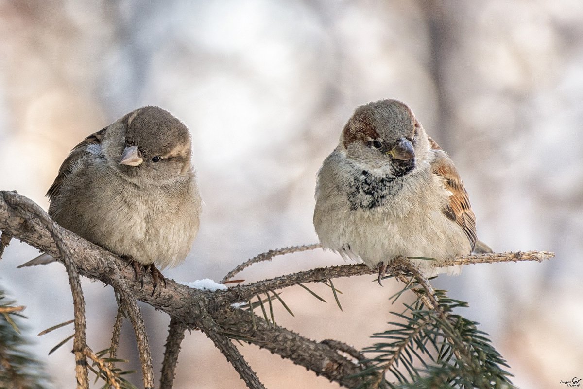 Воробьиные истории