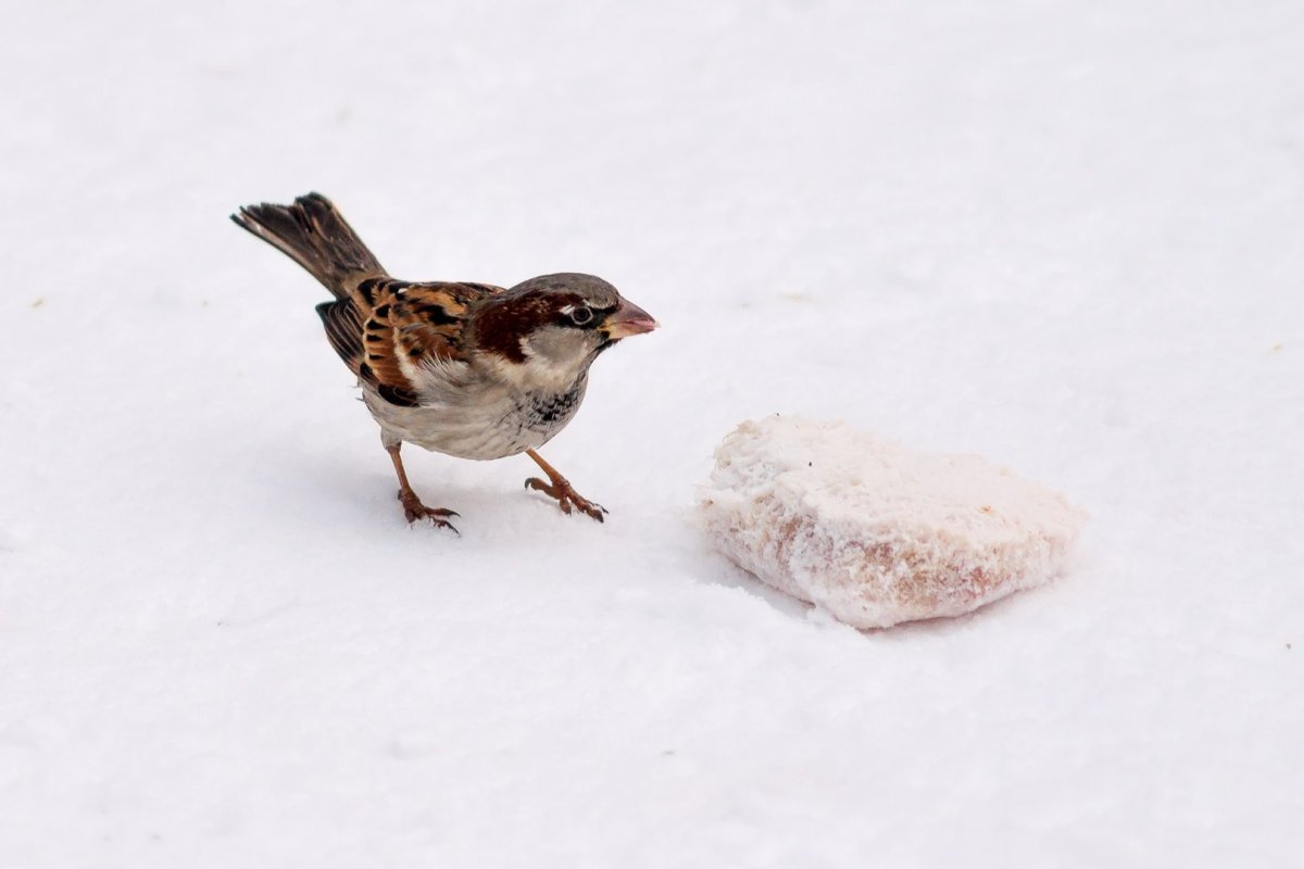 Воробышки клюют крошки