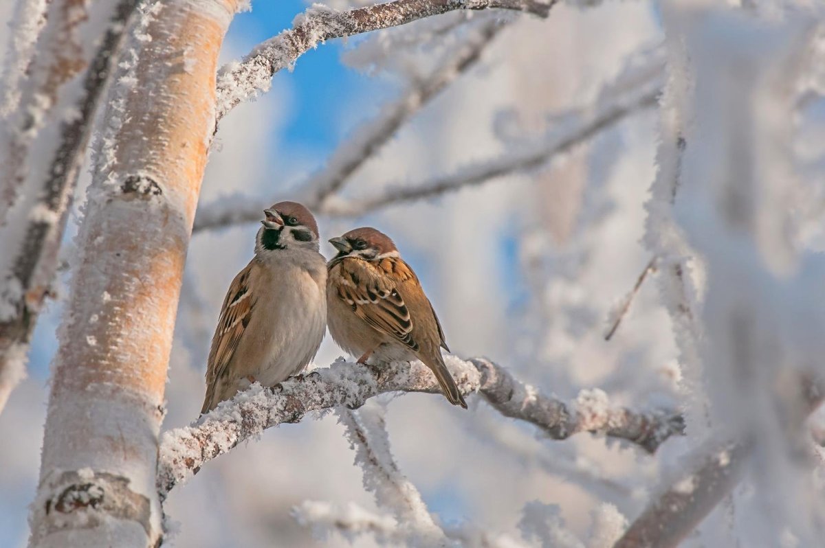 Воробьи на ветке зимой