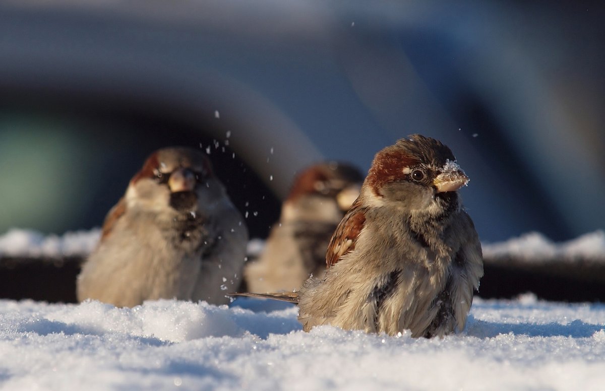 Птицы зимой