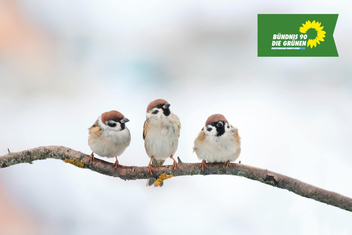 Семь птиц на ветке