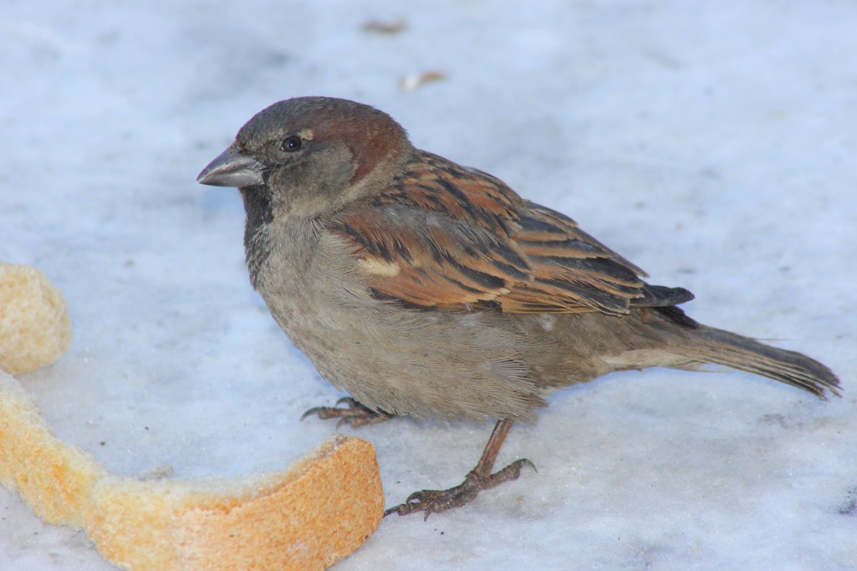 Воробей ест крошки