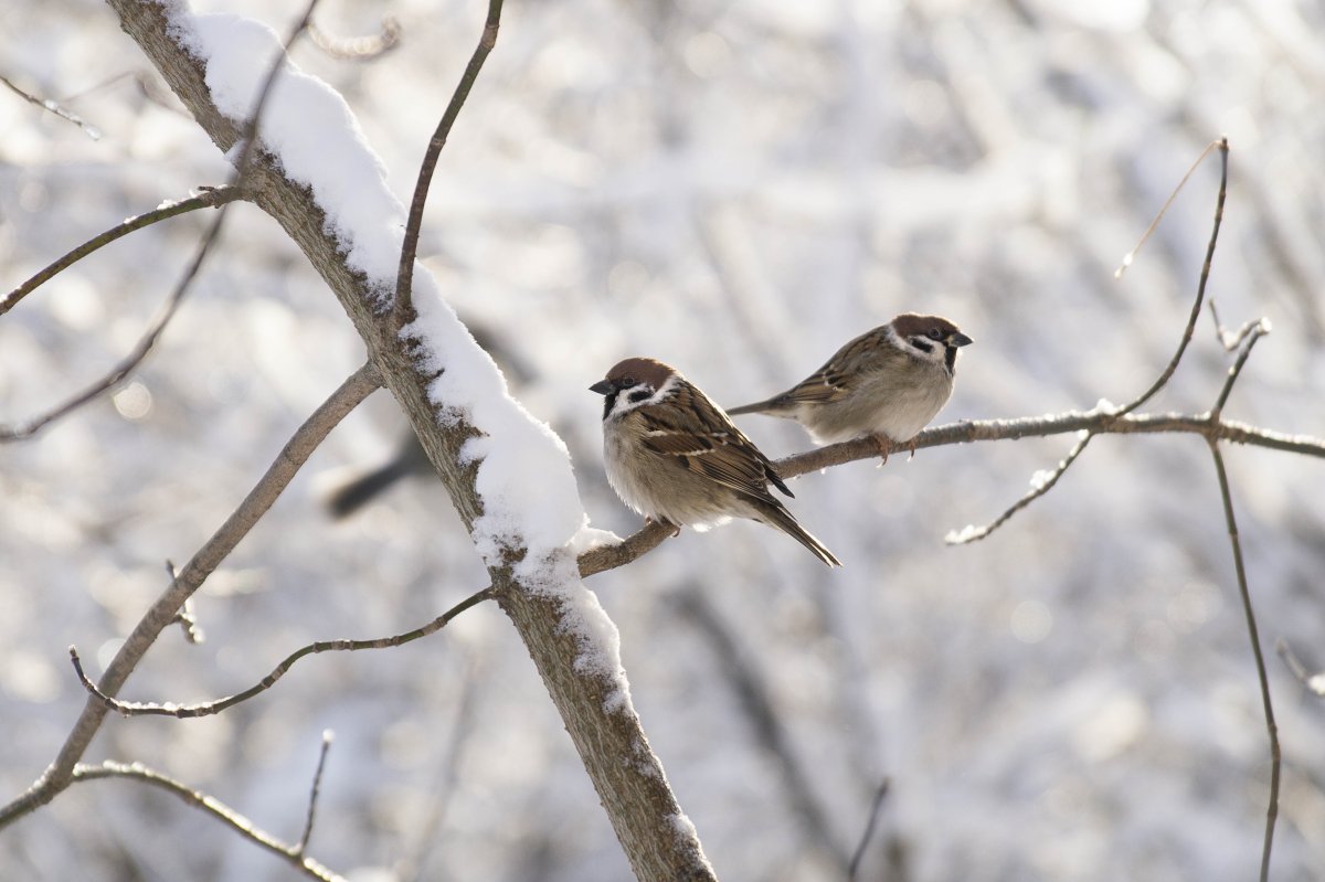 Воробей зимой