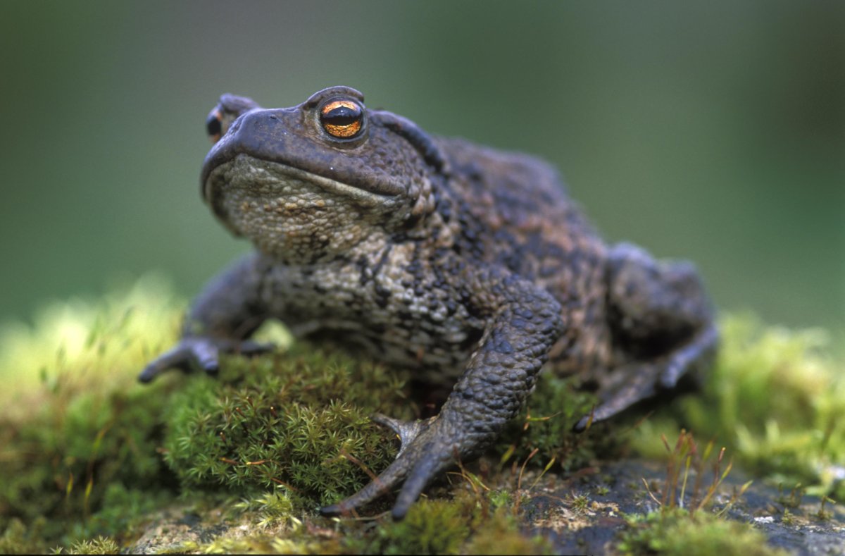 Жаба Bufo superciliaris