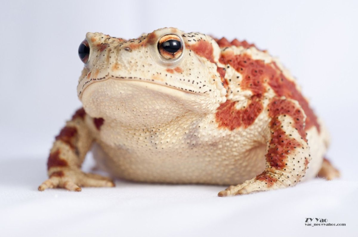 Африканская лягушка Голиаф