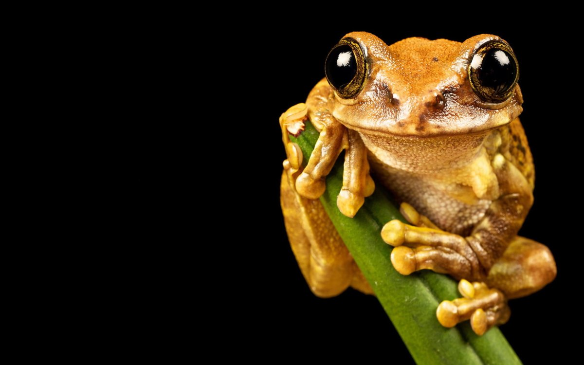 Лягушка бык головастики