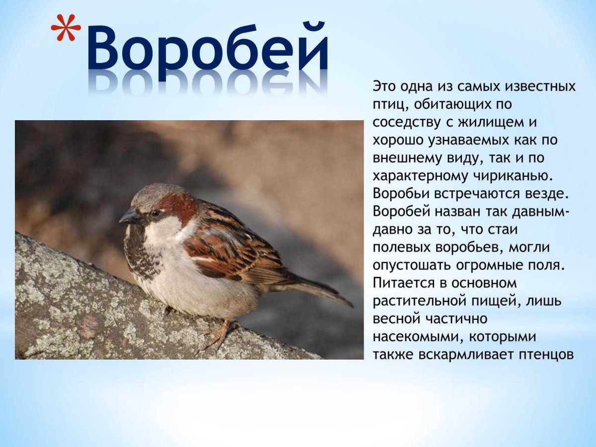 Воробей описание птицы для детей