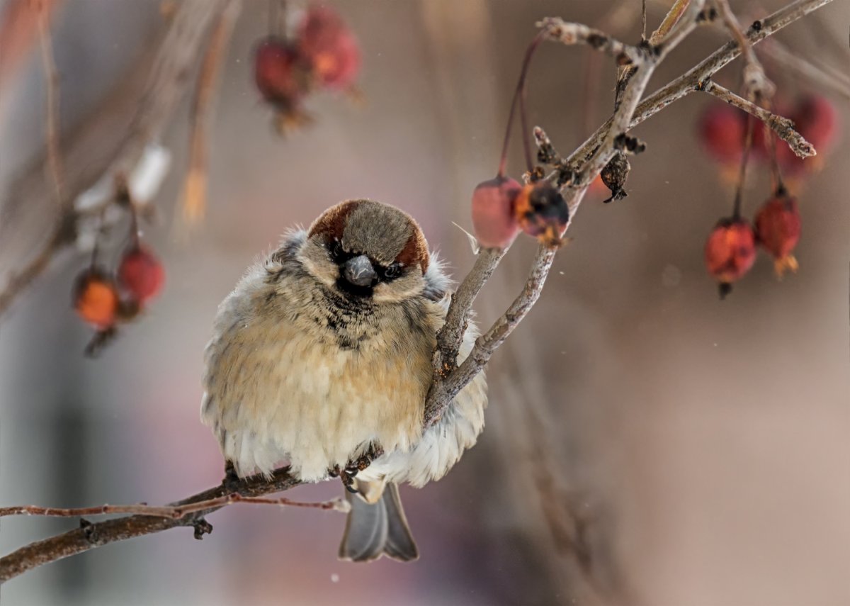 Воробушки зимой