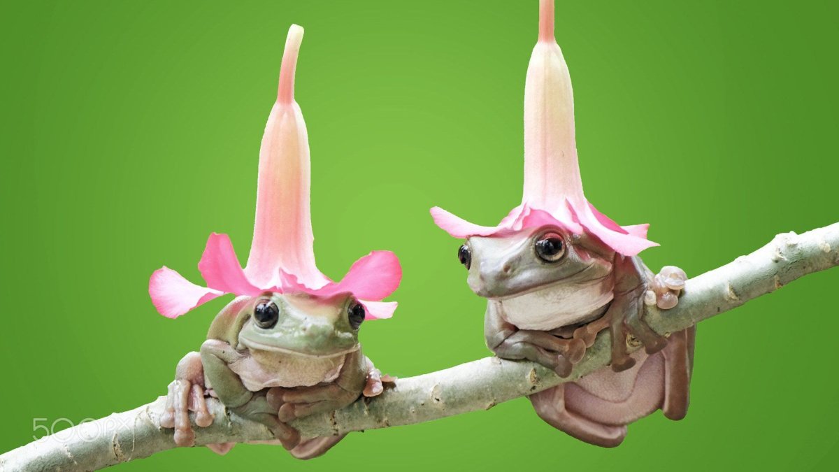 Жаба в шляпе