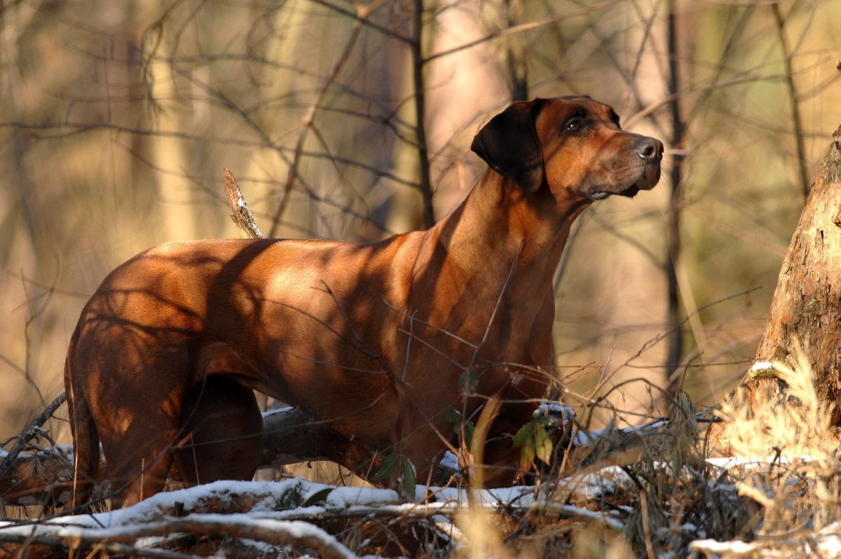 Ирландский риджбек