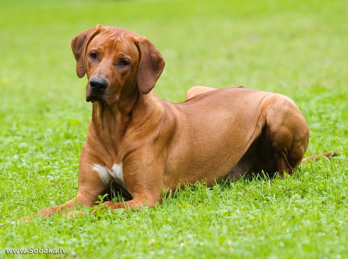 Порода с завитком на спине