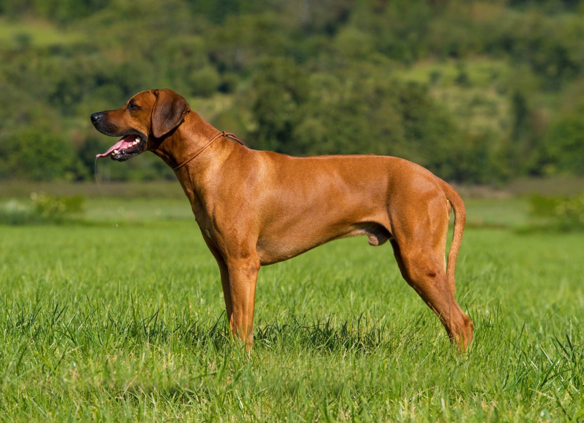 Родезийский риджбек Африканская львиная гончая