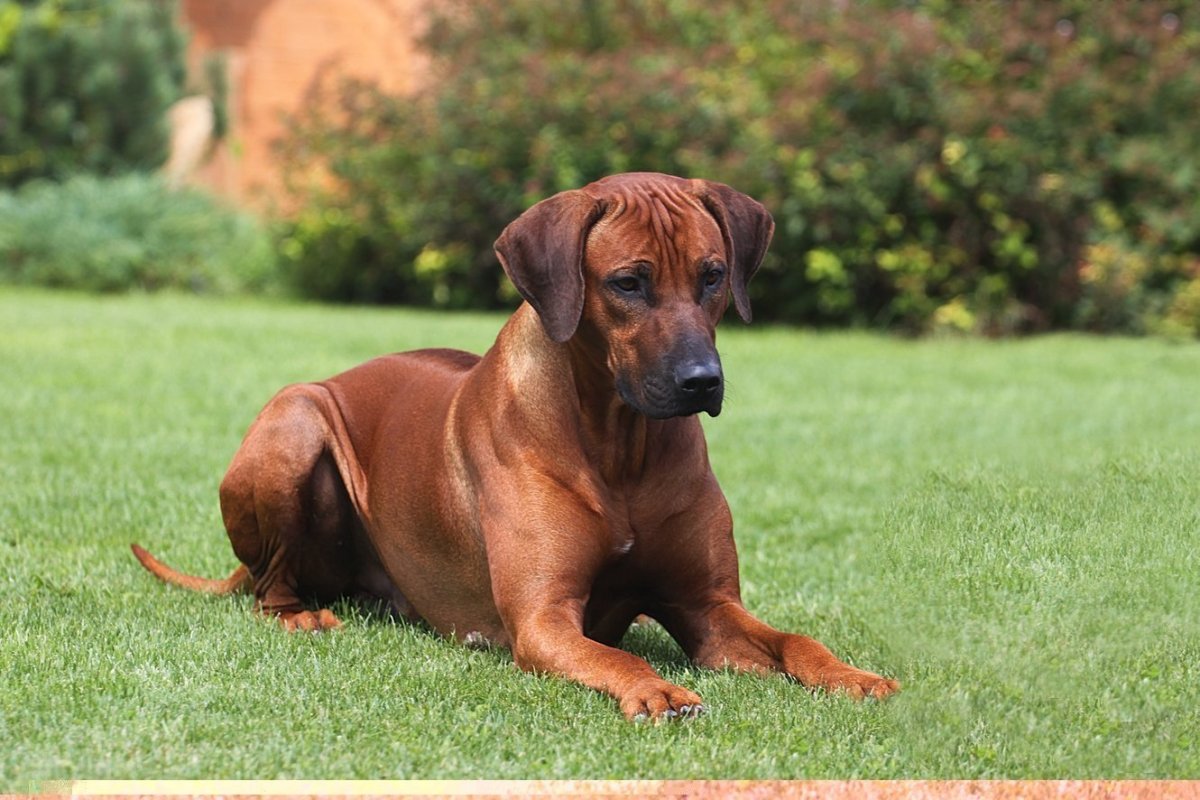 Родезийский риджбек мини