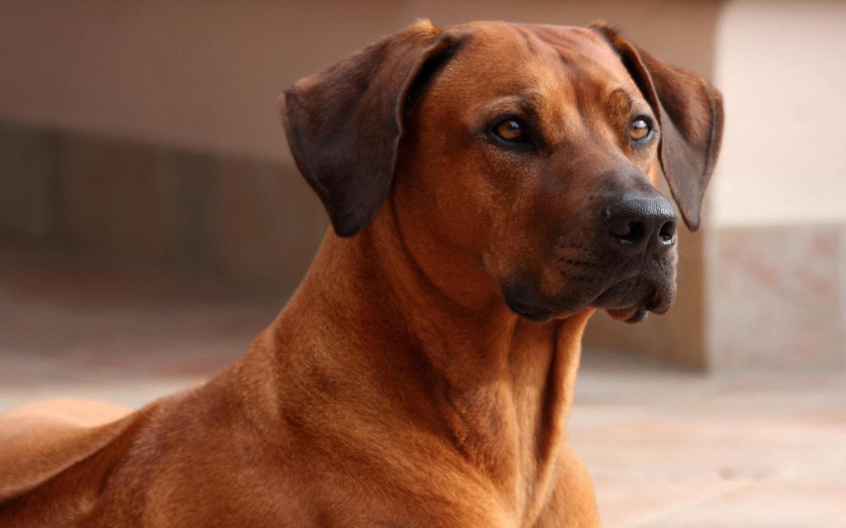 Австралийский риджбек