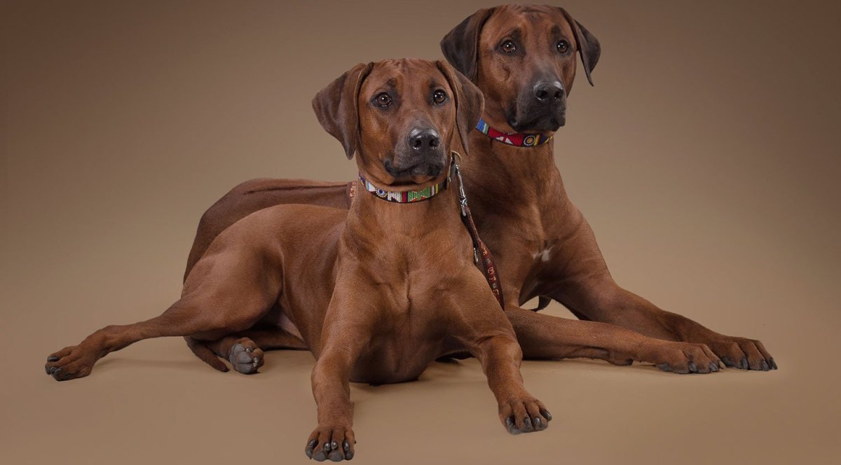 Родезийский риджбек