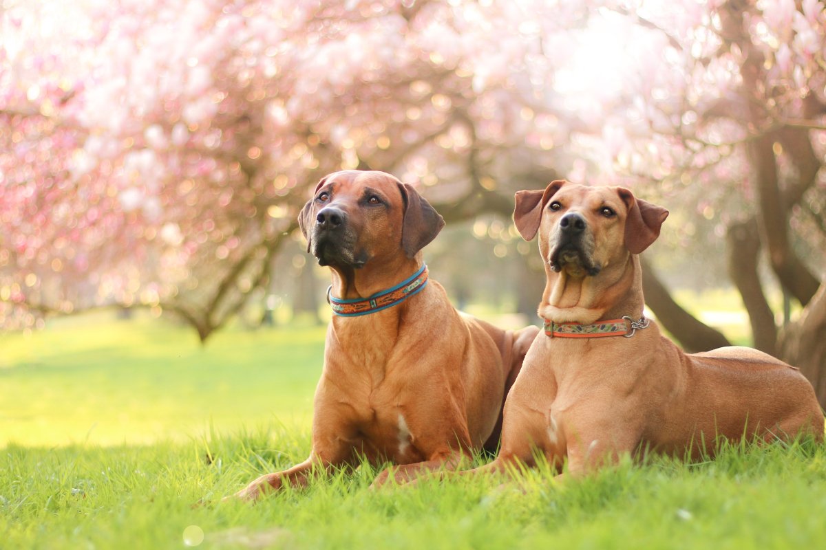 Риджбек и британский кот