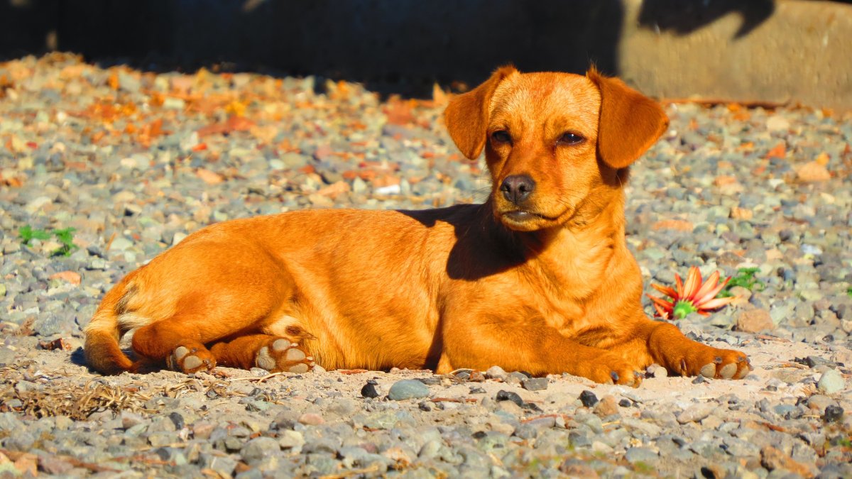 Стаффордширский терьер бурбуль