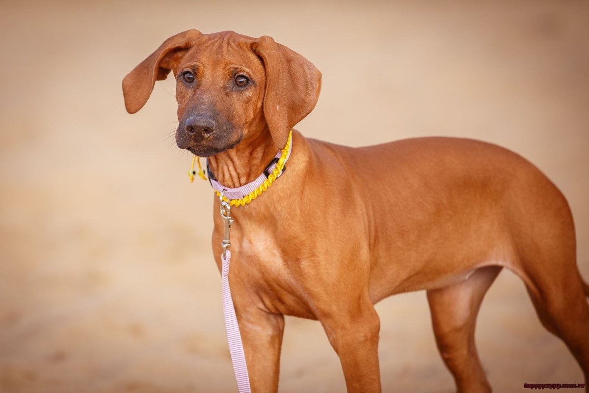 Родезийский риджбек