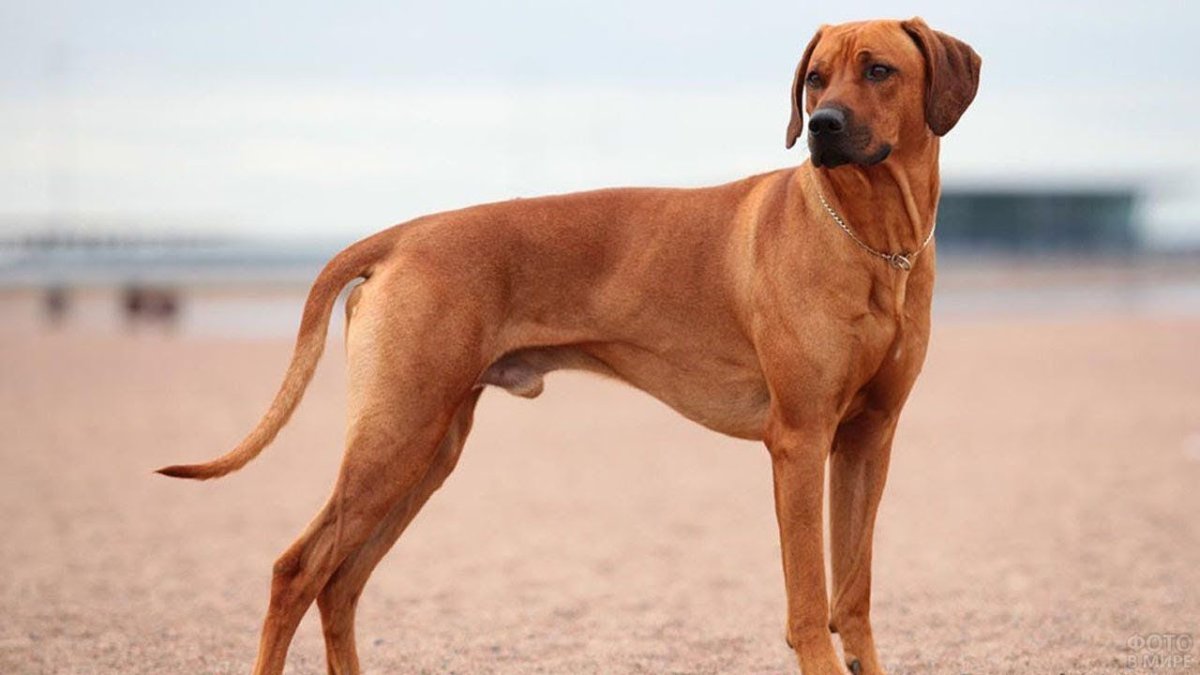 Родезийский риджбек