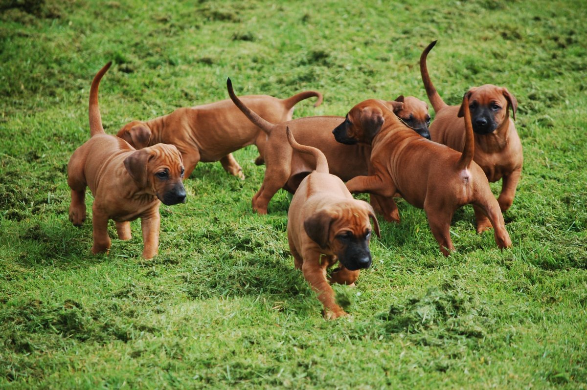 Тайский риджбек