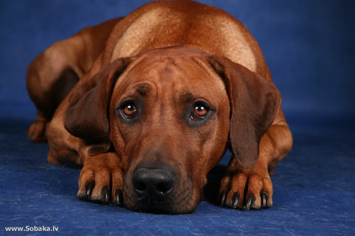 Родезийский риджбек