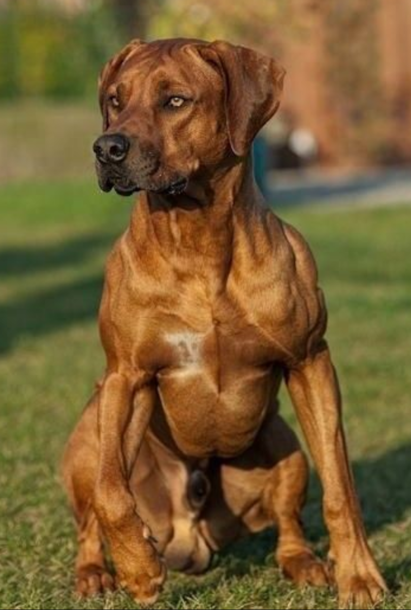 Родезийский риджбек