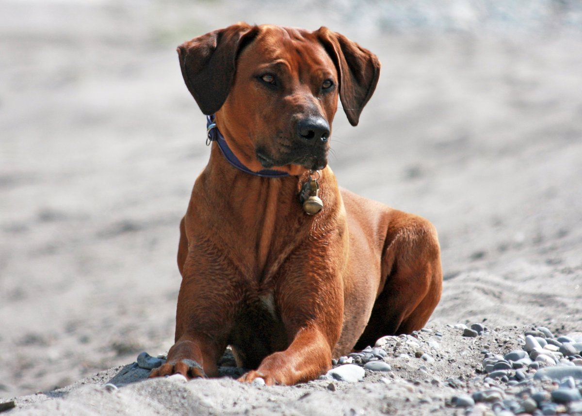 Родезийский риджбек