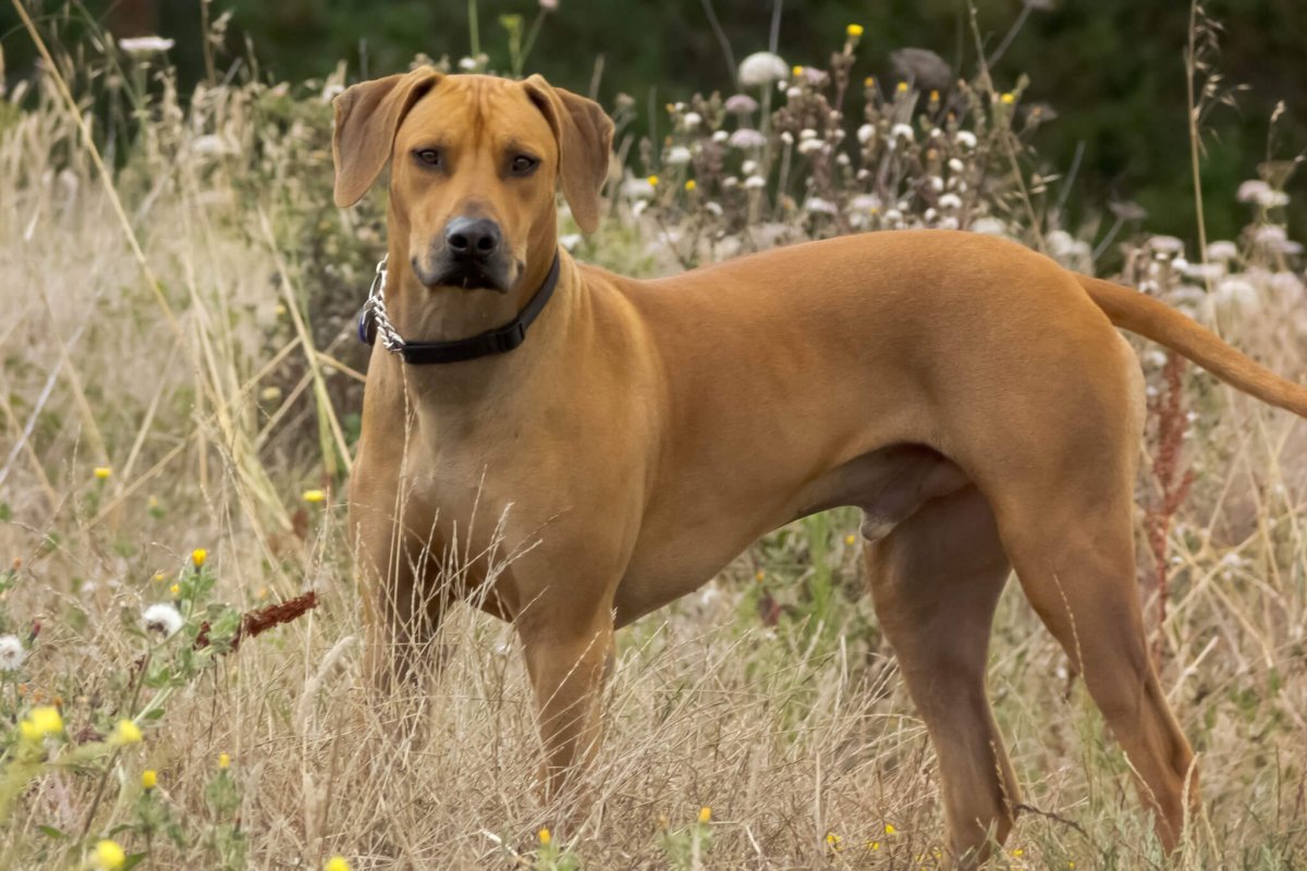 Родезийский риджбек морда