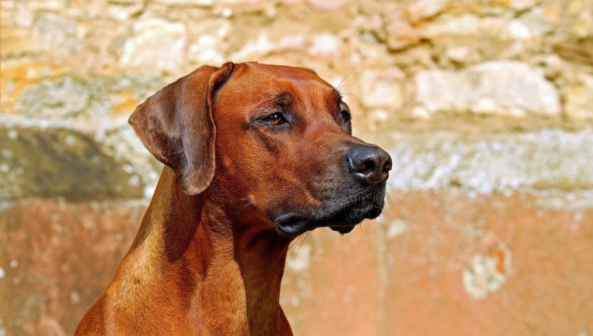 Зенки ричбека в хорошие руки