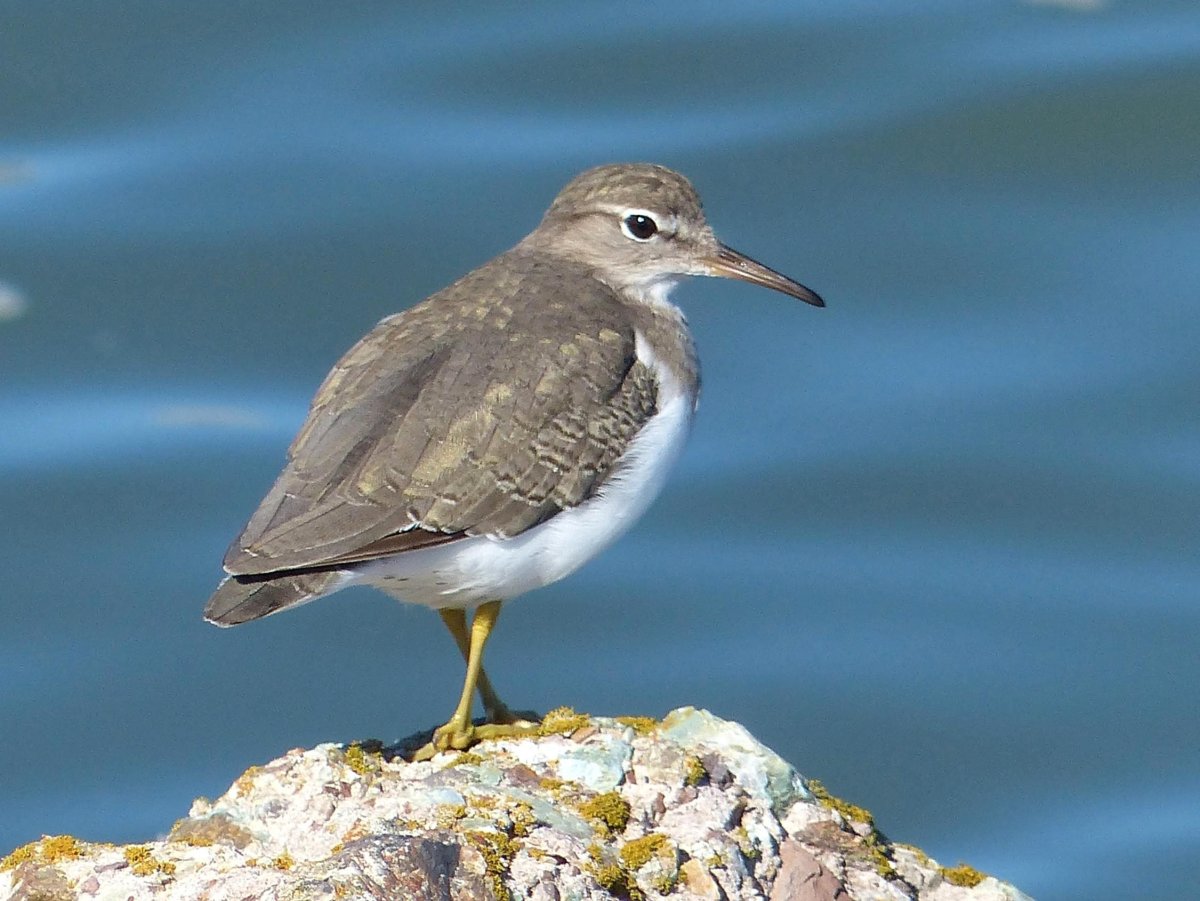 Sandpiper птица