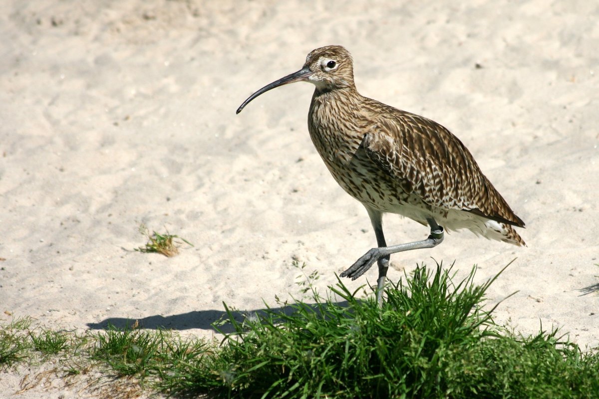 Кроншнепы, бекасы,
