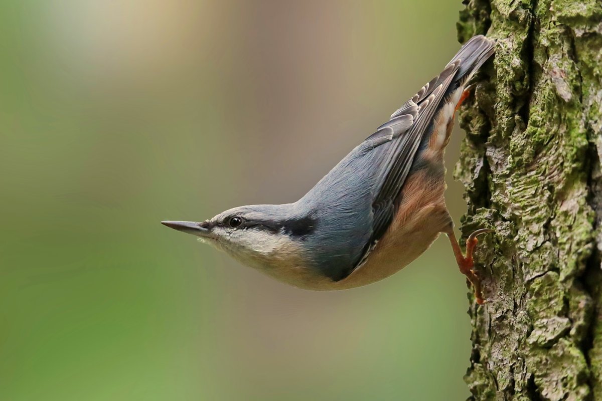 Прлощень обыкновенный