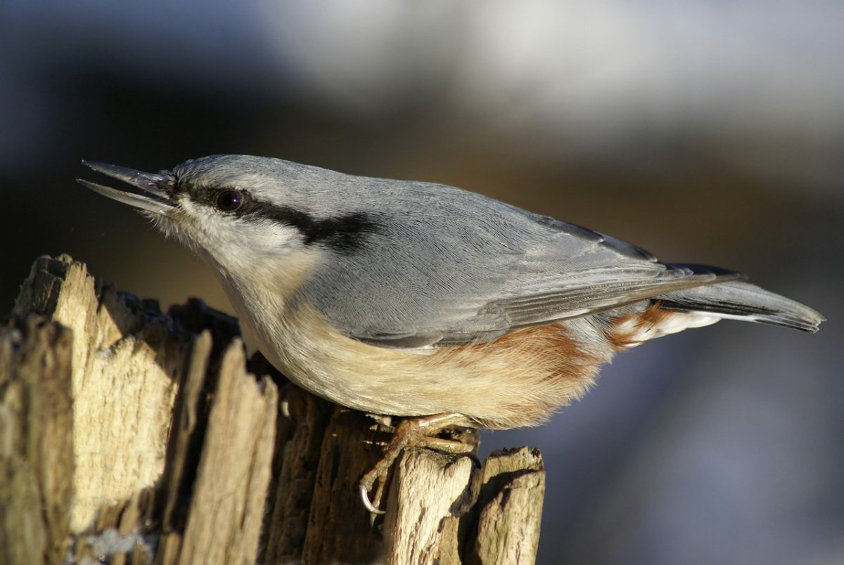 Серая птичка поползень
