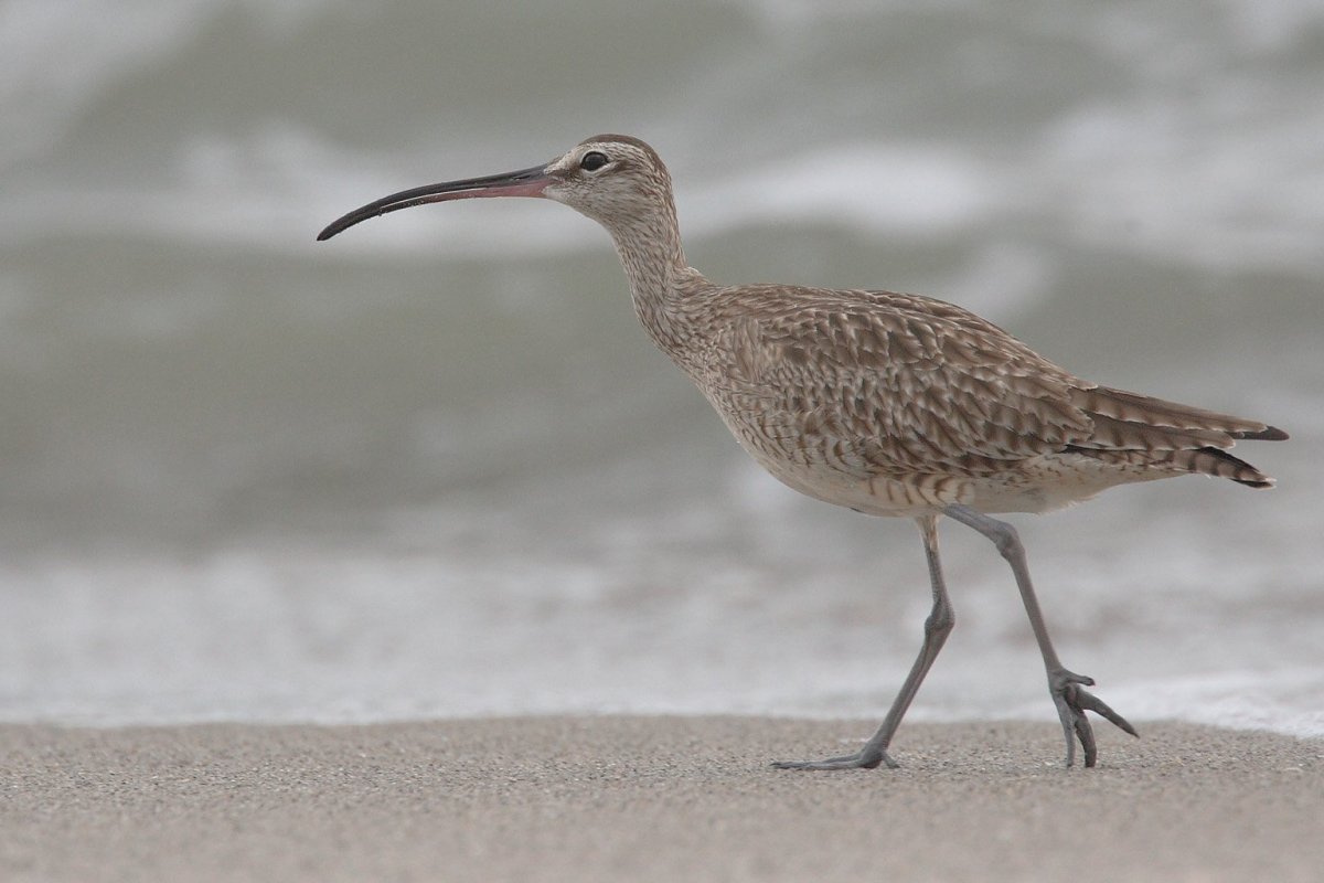 Средний кроншнеп (Numenius phaeopus)