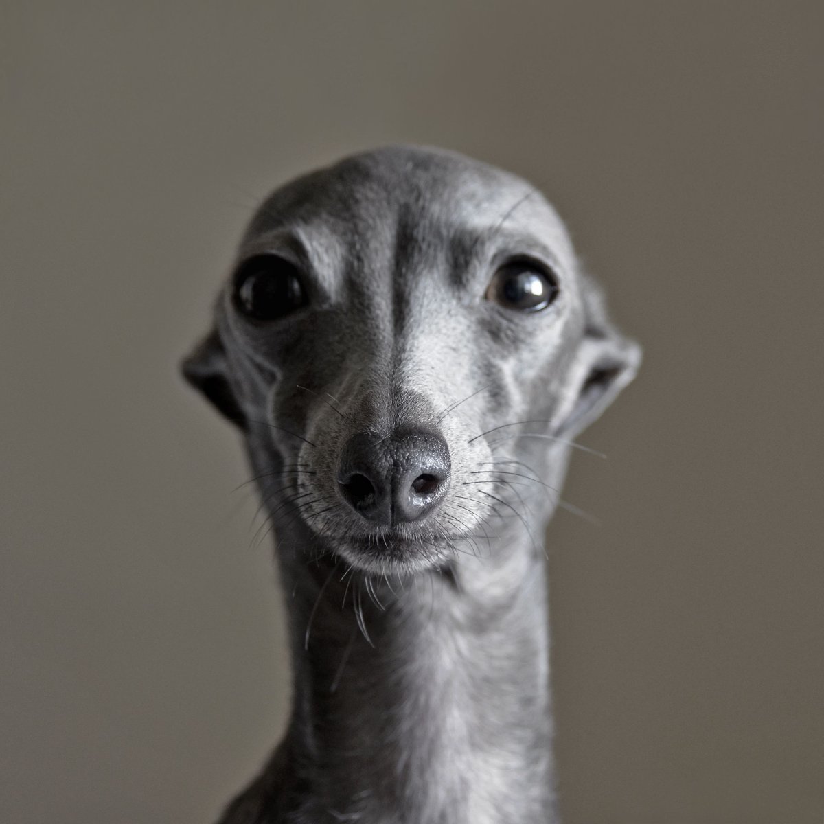 Левретка худая