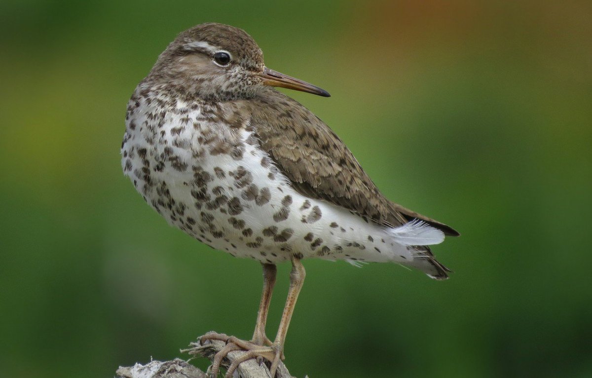 Кулик пятнистый