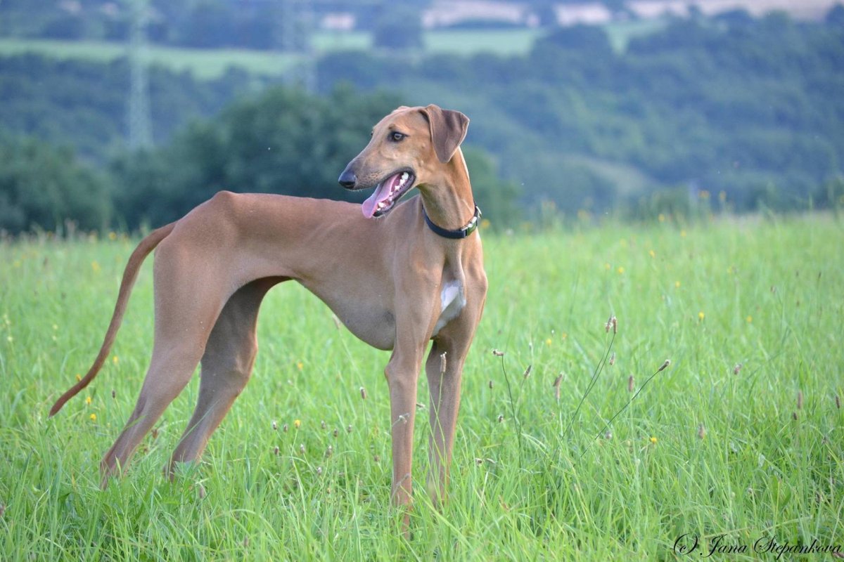 Азавак (Африканская гончая