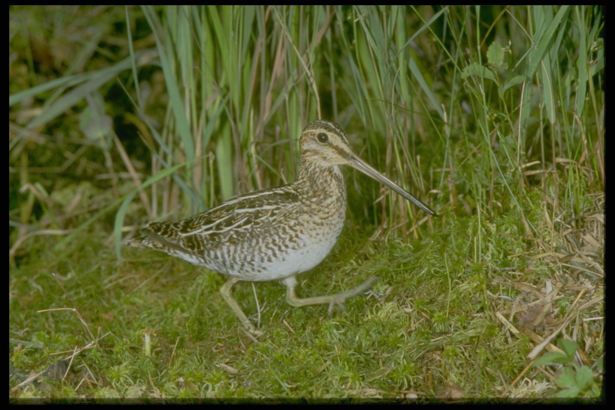 Кулик с длинным клювом Бекас