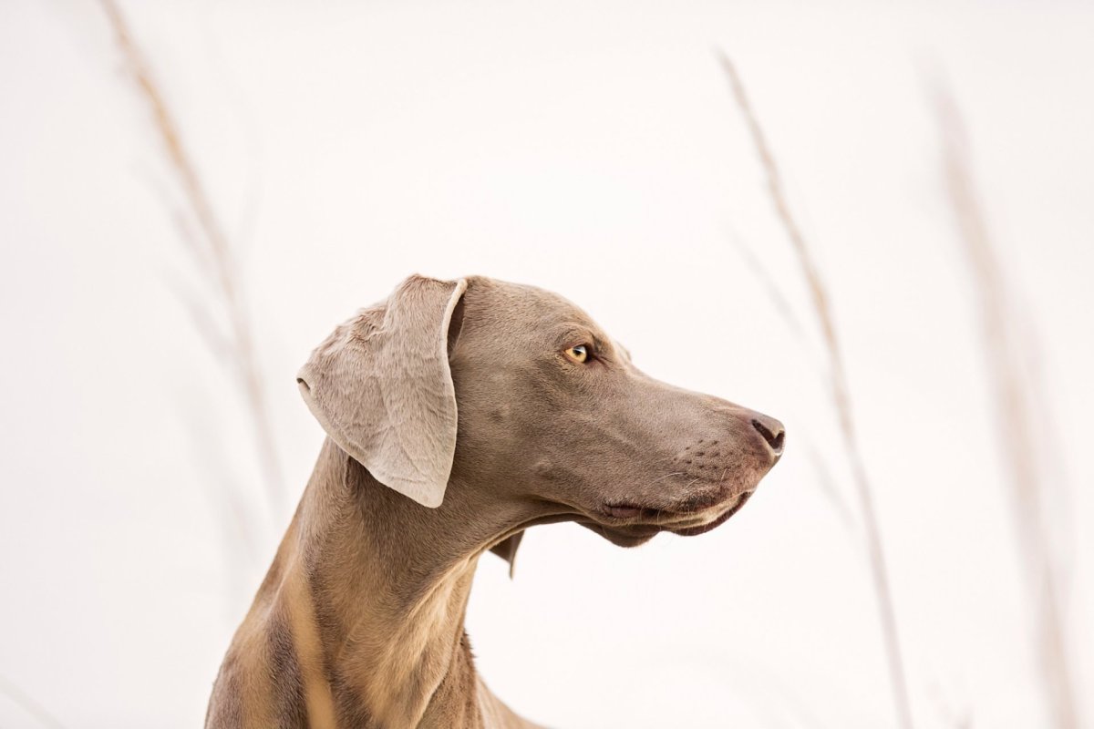 Голова собаки в профиль