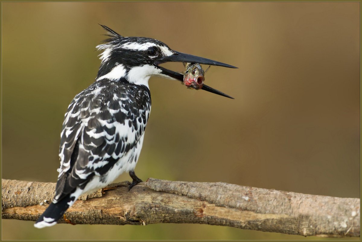 Пестрая птица