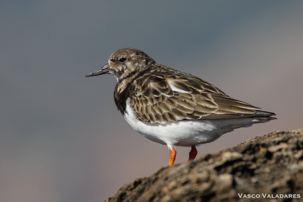 Бекас песочник