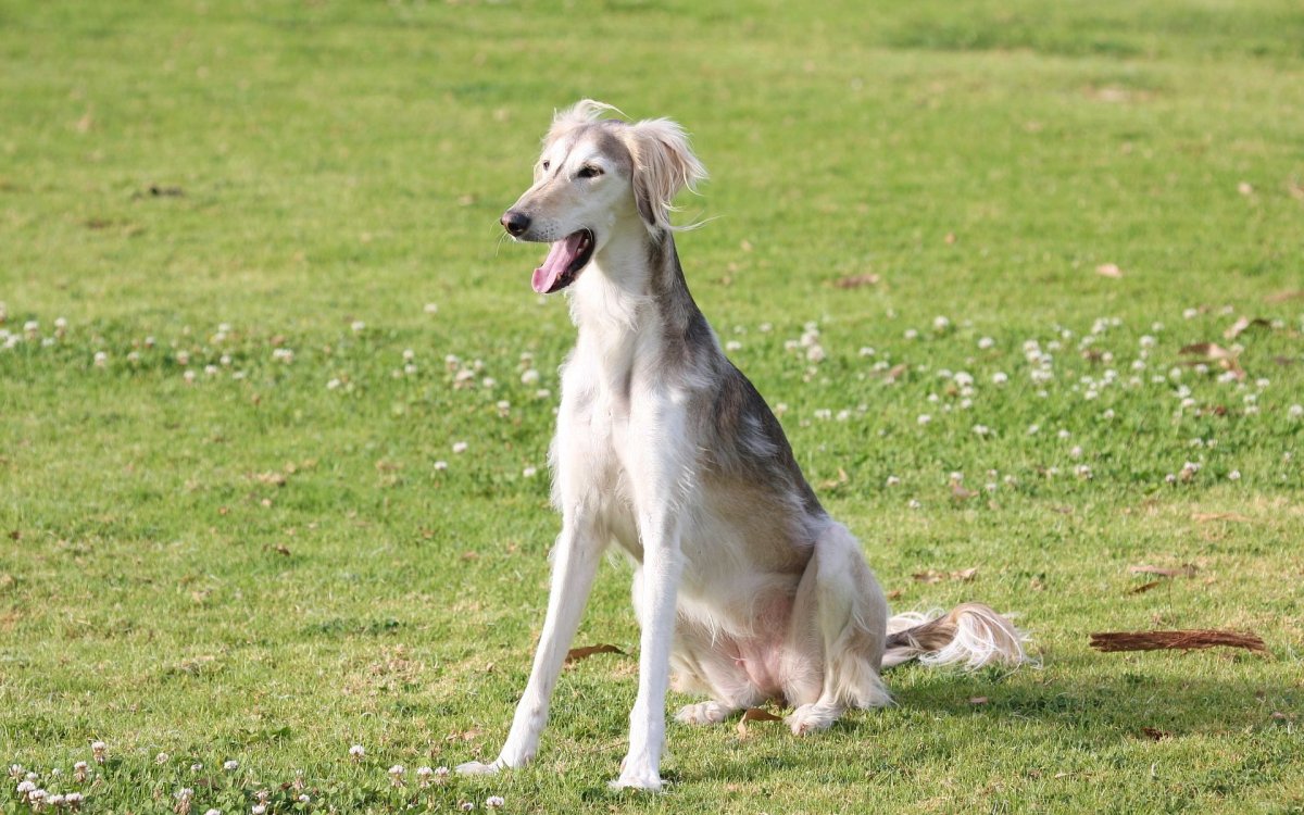 Порода собаки салюки дог