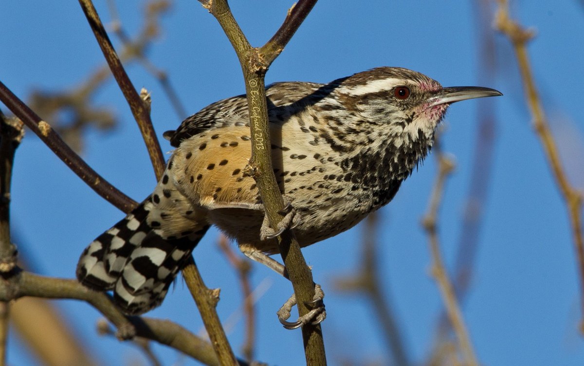 Пятнистый кактусовый крапивник