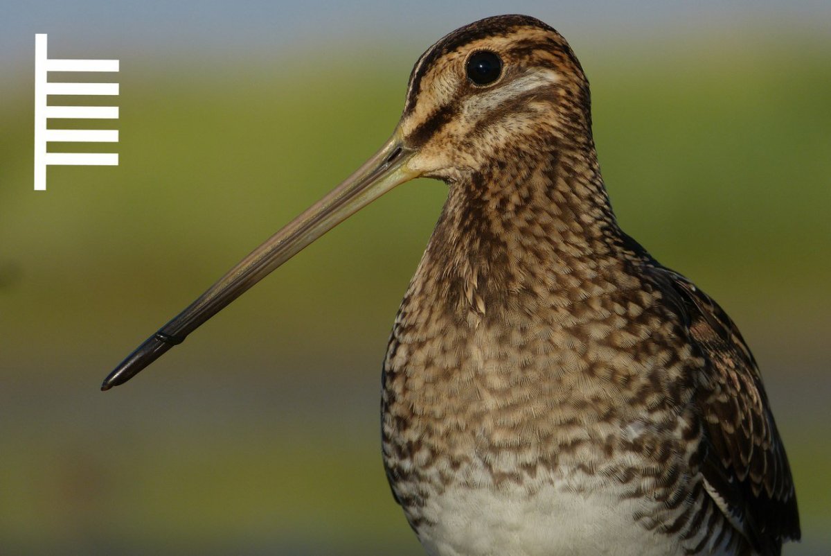 Вальдшнеп кроншнеп Бекас