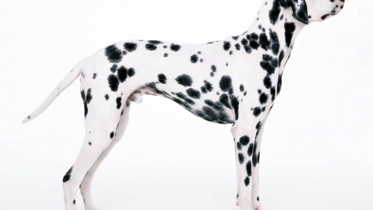 Далматинец дог Королевский