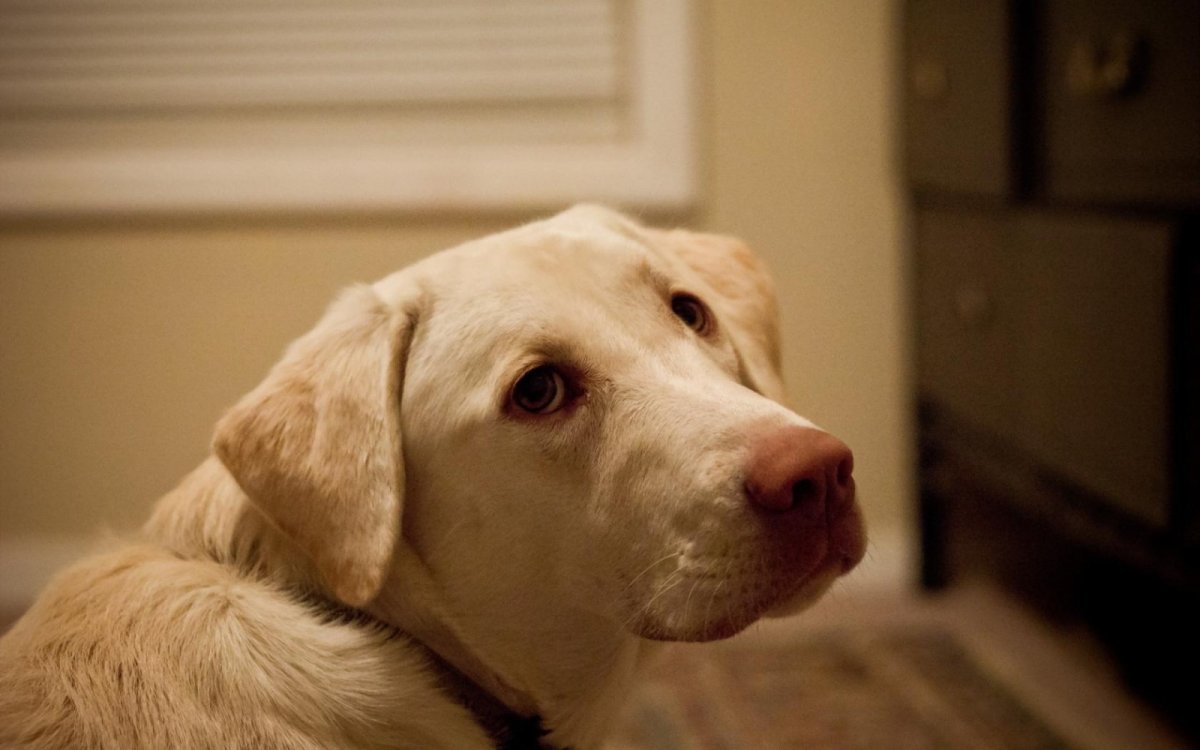 Красный лабрадор