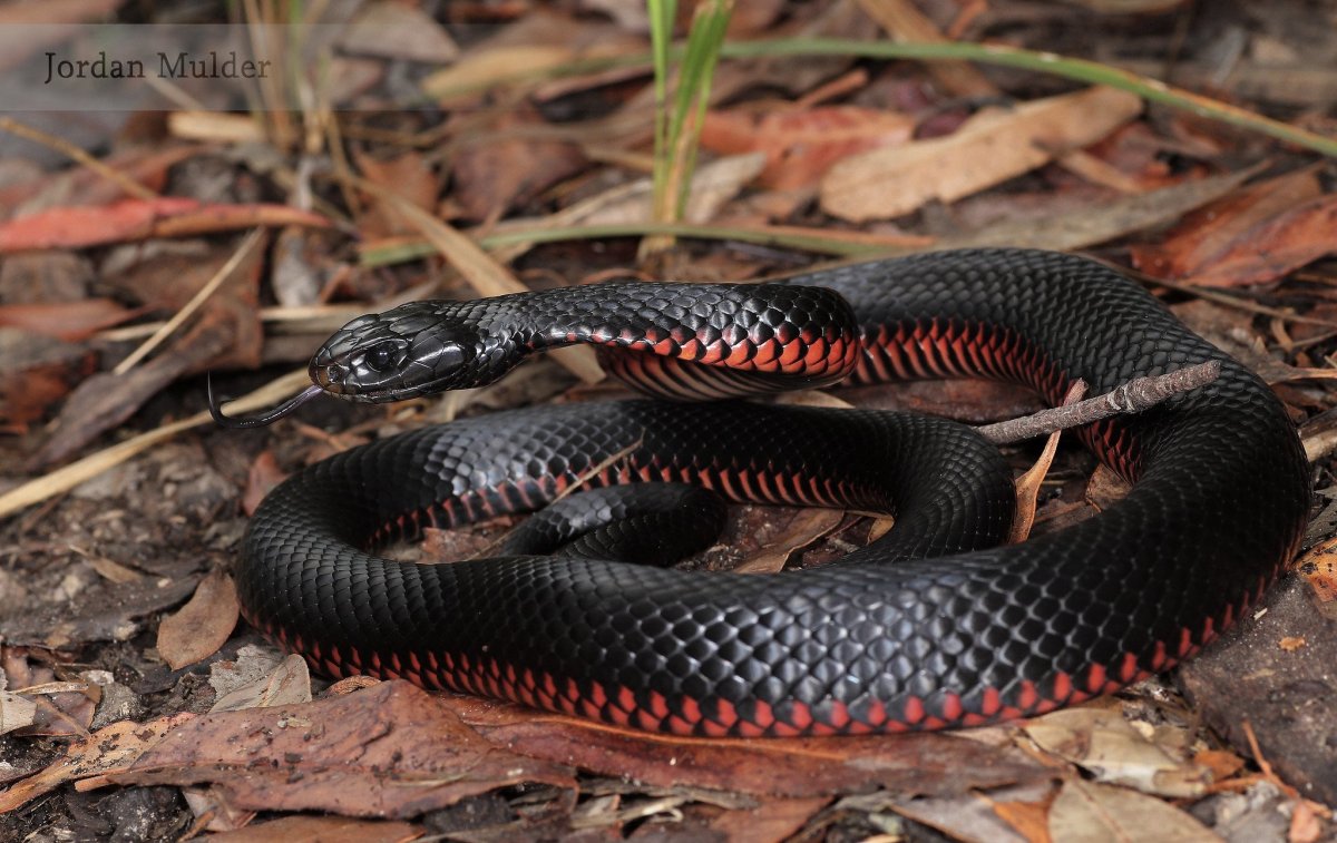 Черный Аспид змея
