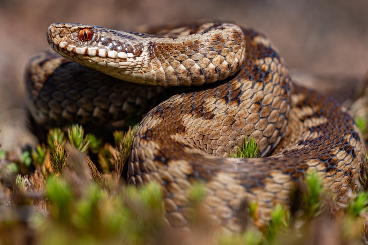 Кавказская гадюка Гюрза