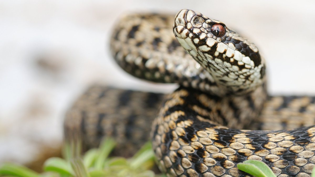 Обыкновенная Степная гадюка