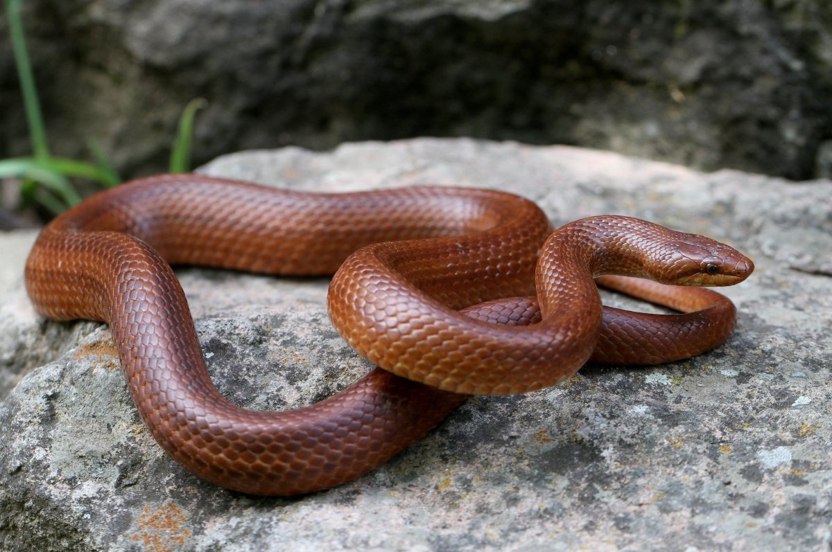 Медянка змея